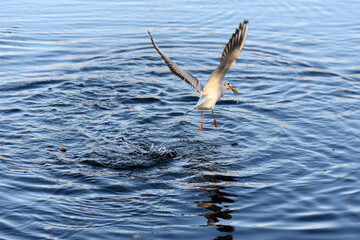 seagull in flight