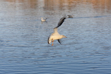 heron in flight