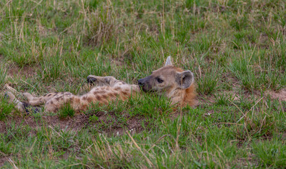 The hyena lies on its back in the grass, facing the photographer