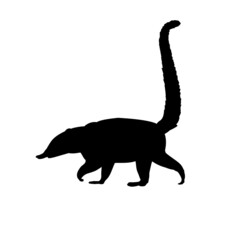 Silhouette Nasua Coati. Wildlife animal.
