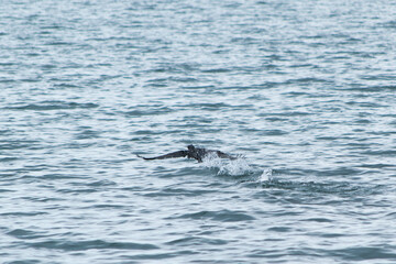 cormorant taking off