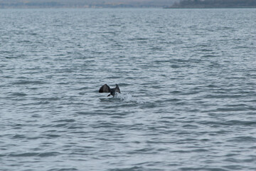 cormorant taking off