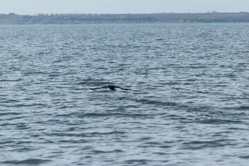 cormorant taking off