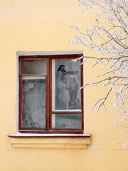 Broken glass window on a frosty day