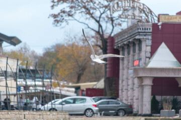 urban seagull in flight