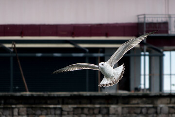 urban seagull in flight