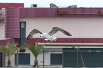 urban seagull in flight