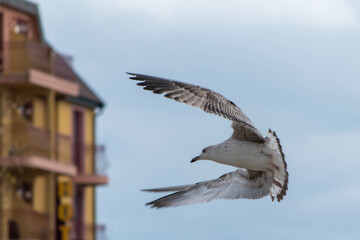 urban seagull in flight