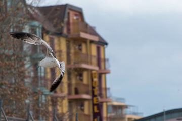 urban seagull in flight
