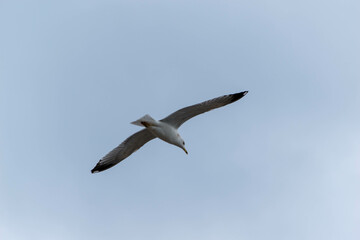 seagull in flight