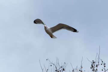 seagull in flight