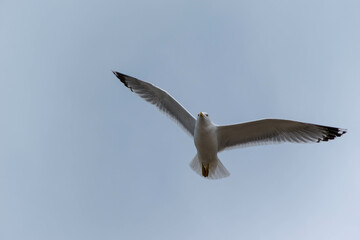 seagull in flight
