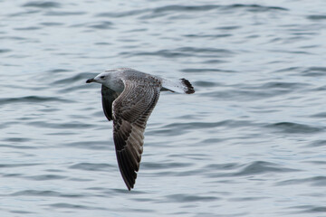 seagull in flight