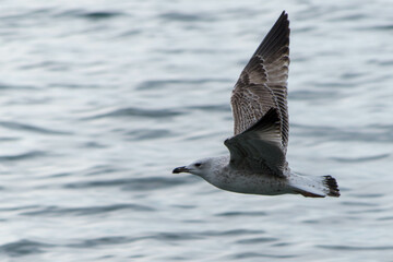 seagull in flight