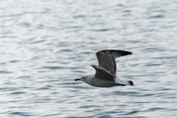 seagull in flight