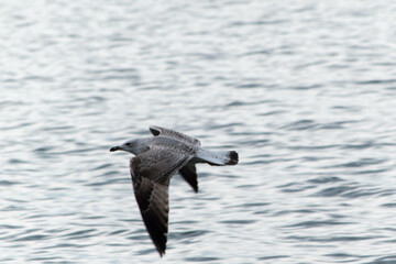 seagull in flight