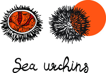 sea urchin, sea food, asian vector  illustration isolated on bright background. Concept for menu, cards, icon