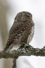 Eurasian Pygmy Owl