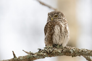Eurasian Pygmy Owl