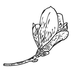 Magnolia flower and leaves drawing illustration. Blooming on the branch for patterns creator. Hand drawn flower from real tree twigs in the forest and park. Vector.