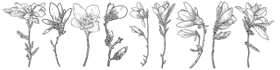 Magnolia head on the branch set. Spring flower bloom set. Botanical illustration made from real tree in the forest or park. Magnolia blossom side view on the twig, isolated on white collection. Vector