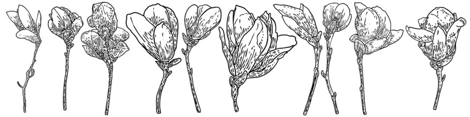 Magnolia flowers head on the branch set and isolated on white. Side view of magnolia open spring blooming on the twig collection, hand drawn from real tree in the park or forest. Vector.