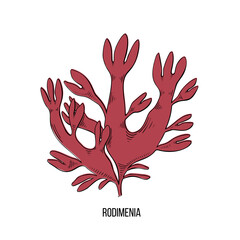 Obraz premium Sketch brown algae on white backdrop. Vector drawing illustration. Line art.