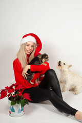 Woman with blonde hair and white skin isolated on grey near christmas flower and two dogs