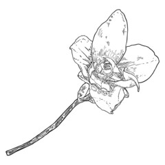 Magnolia flower drawing. Sketch of floral botany twig from real tree. Black and white with line art isolated on white background. Real life hand drawn illustration of magnolia bloom. Vector.