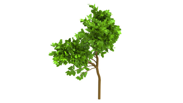 popler tree without shadow 3d render