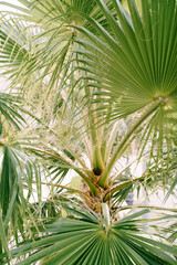 Green leaves of sabal palm tree with beige threads - obrazy, fototapety, plakaty