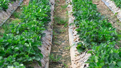 small green strawberry farm after the harvest