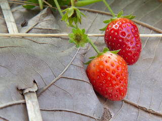 red ripe strawberries and green strawberries and strawberry flowers
In the green leaves the ground is covered with natural dry leaves.