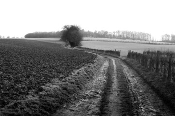 Hilly landscape in the province of South Limburg, the Netherlands, executed in black and white with a leading line of a cart track between the fields.
