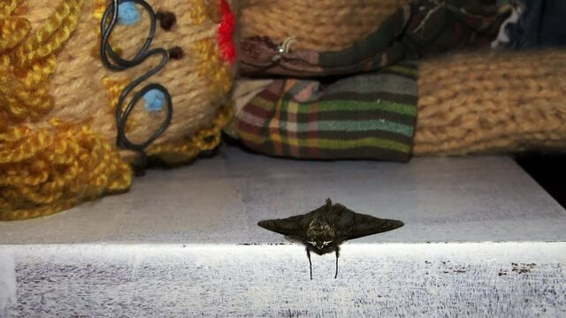 Eine haarige Motte sitzt frech vor einer leckeren Strickpuppe auf einem wei&szlig;en Tisch. Giant moth indoors wants to eat all the clothes. Hairy insect is spotted by a male doll with moustache and glasses