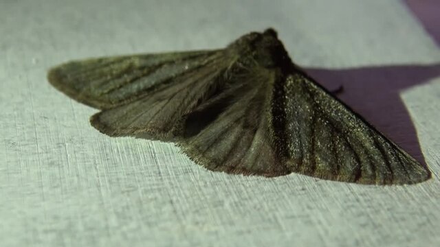 Motten Images – Browse 530 Stock Photos, Vectors, and Video | Adobe Stock