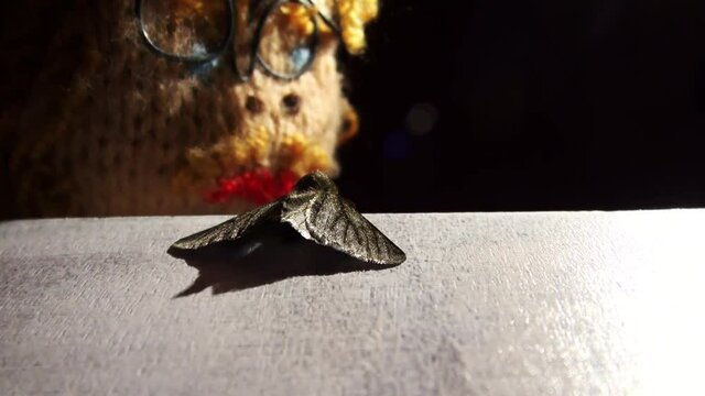 Eine m&auml;nnliche gestrickte Puppe entdeckt eine gro&szlig;e haarige Motte auf einem wei&szlig;en Tisch. Mann mit Brille und Schnauzer beobachtet ein beeindruckendes Insekt. Entomologie untersucht den Mottenk&ouml;nig.