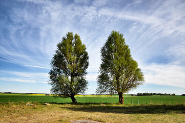 Two trees in spring