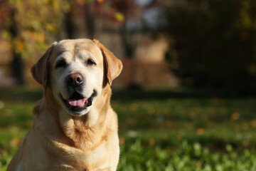 Happy yellow Labrador in park on sunny day. Space for text