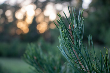 Nadelbaumast im Sonnenuntergang Nahaufnahme