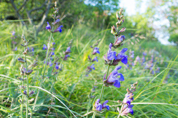 Common sage, Salvia officinalis, with blue and purplish flowers, Mediterranean medicinal herb, from Croatia