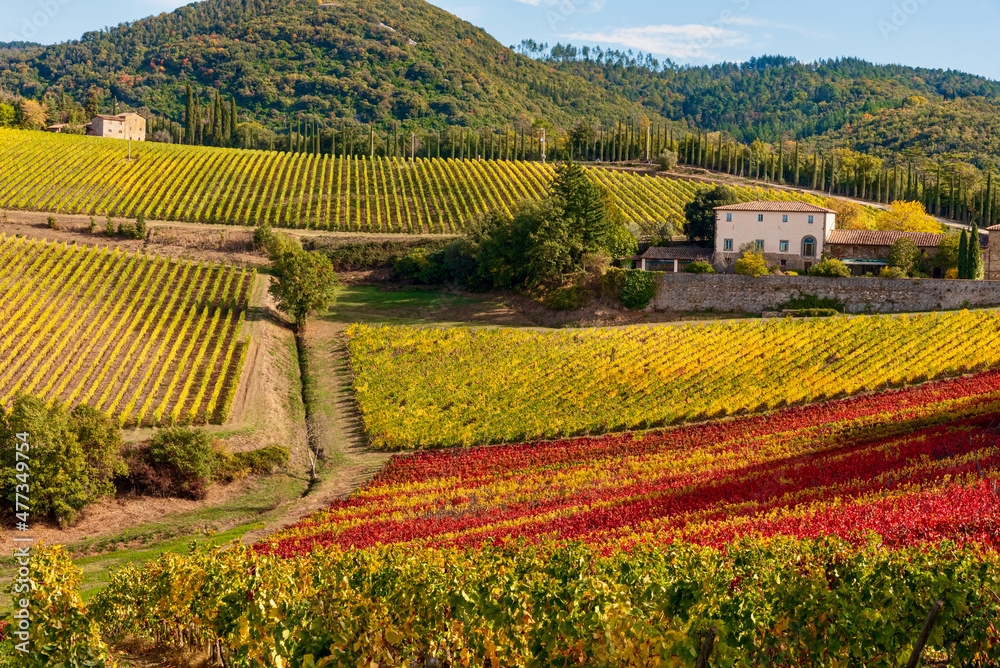 Canvas Prints autumn colors in Chianti in the Province of Siena