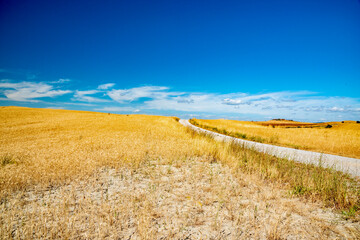 summer colors in Chianti in the province of Siena