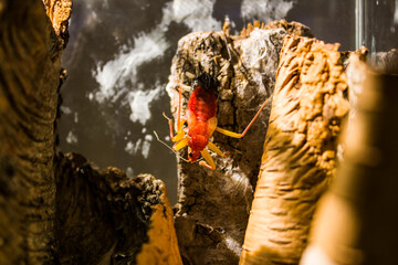 Platymeris biguttatus or two-spotted assassin bug is a venomous predatory true bug of west and...