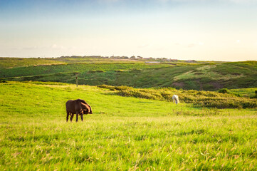 Two horses eating grass together in the field, hill with two horses eating grass, two horses in a meadow