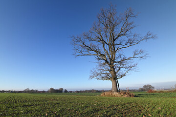 Uralte kahle Eiche vor blauem Himmel auf einem Feld im Dezember