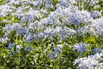 Bouquet of blue phlox flowers is on a green leaves background