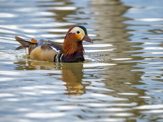 Mandarin duck - Aix galericulata