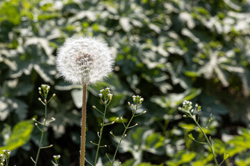 A white dandelion head is on a beautiful blurred green background