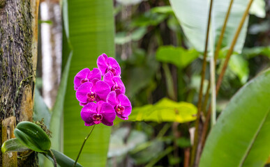 Beautiful pink moth orchid in the tropical rainforest on Big Island, Hawaii
